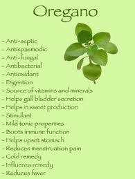 Health Benefits Of Oregano Herbs Coconut Health Benefits Herbal Medicine