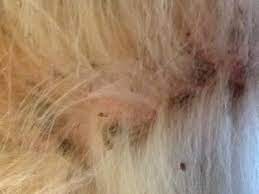 Black Brown Crusty Patches On Dog S Underside Photo 1 My Dog Developed A Bunch Of Black Brownish Scabs On His Und Dog Skin Problem Dog Skin Dog Dry Skin