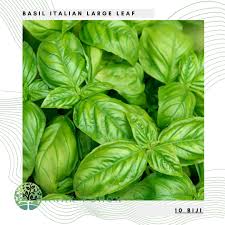 Maybe you would like to learn more about one of these? Daun Selasih Thai