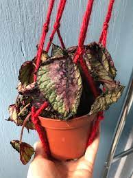Rex begonia care indoors is considered tricky by some. Rex Begonia Dead After Two Days Away Plantclinic