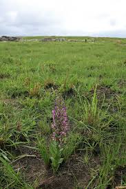 Image result for Brachycorythis ovata