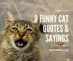 Start by encouraging employees and managers with these quotable safety quotes. 9 Funny Cat Quotes And Sayings The Barn Cat Lady