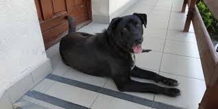 Stanisław michalik (nadleśniczy nadleśnictwa piwniczna) oraz tomasz romanowski (nadleśniczy nadleśnictwa nawojowa). Lesny Bieg Pszczelim Szlakiem Publicaciones Facebook