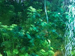 Je nach pflanzenmasse kommen da auch keine bakterien gegen an. Mangelsymptome An Aquarienpflanzen Erkennen My Fish Aus Freude An Der Aquaristik