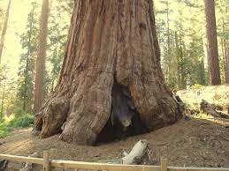 Maybe you would like to learn more about one of these? 9 Oldest Redwood Trees In United States Oldest Org