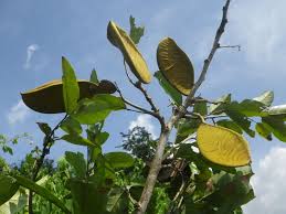 Image result for Anthonotha macrophylla