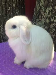 This rabbit has pale blue eyes and a pure white coat that is short and shiny. Our Herd Misty Blue S Bunnies
