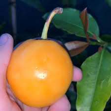 Image result for Garcinia volkensii