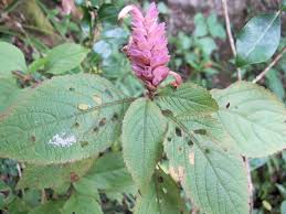 Image result for Achyrospermum schimperi