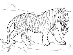 Select one of 1000 printable coloring pages of the category adult. White Tiger Coloring Page Tiger Coloring Page