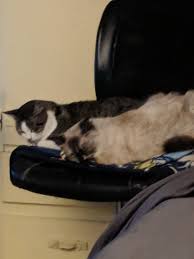 • compared to people, primary lung cancer is very uncommon in dogs. My Cat Who Died Today Of Lung Cancer The One On The Left Album On Imgur