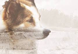 No pet should ever suffer. Happy Endings In Home Pet Euthanasia In Phoenix