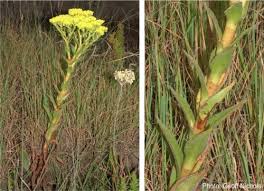 Image result for Crassula vaginata