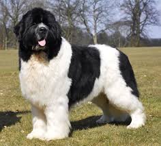 Big Fluffy Black Brown And White Dog 25 Of The World S Largest Dog Breeds You D Wish You Own 4 Landseer Landseer Http Www Pindoggy Com Pin 7912 Landseer Dog Big Dog Breeds Large Dog Breeds