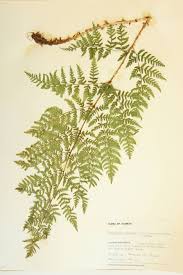 Image result for Dryopteridaceae