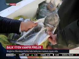Mugla Da Vampir Pire Kabusu Youtube