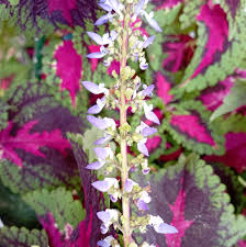 Image result for Coleus scutellarioides