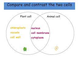 Check spelling or type a new query. Eal Nexus Resource Cells Comparing Plant And Animal Cells Subject Ppt Video Online Download