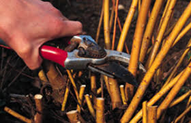 Bbc Gardening Gardening Guides Techniques Pruning Shrubs