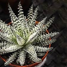 Image result for Xerophyta humilis