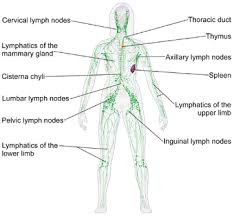 A lymph node in a child is said to be enlarged if its diameter is larger than 1 cm. Biology Lymph Node Handwiki