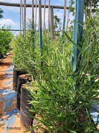 Image result for Searsia acuminatissima