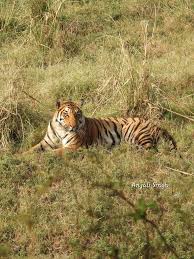 Image result for Sopubia ramosa