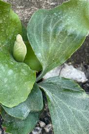 Image result for Platycerium elephantotis