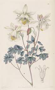 Pin On Flower Illustrations