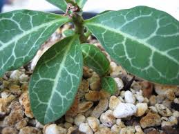 Image result for Monadenium pseudoracemosum