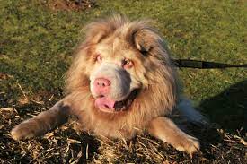 It was an all blue litter of six. Mane Event Shar Pei Murphy S Tresses Steals The Show Dogs Today Magazine