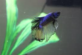 My other betta is a male bumblebee betta named sulfur. Paradise Betta What Is My Betta Actually Betta Fish Forum 298089