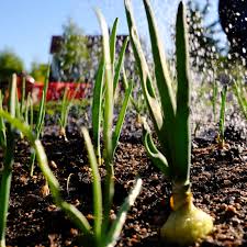 Whether indoors or outdoors, ensure the plants get ample sunlight. Onion Drip Irrigation Learn About Watering Onions In The Garden
