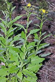 Image result for Senecio latifolius
