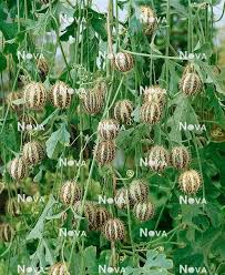 Image result for Cucumis myriocarpus