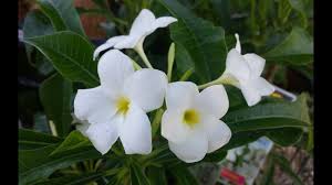 How To Grow Plumeria Pudica Nag Champa Care Tips In 2020 Plumeria Pudica Plumeria Blooming Flowers