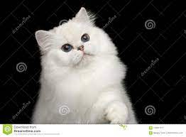 Britanicos Peludos Crian El Color Blanco Del Gato En Fondo Negro Aislado Imagen De Archivo Imagen De Amarillento Mirando 119331171