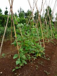 Membuat pot dari bekas bitol air mineral untuk tempat tanam sayur pakcoy. Cara Budidaya Buncis Organik Alam Tani