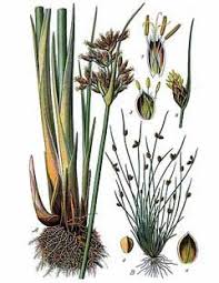 Image result for Schoenoplectus sp.no.1