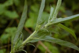 Image result for Ipomoea polymorpha