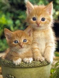 Chatons Hayvan Sevimli Hayvan Yavrulari Cute Kittens