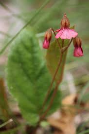 Image result for Hermannia parvula