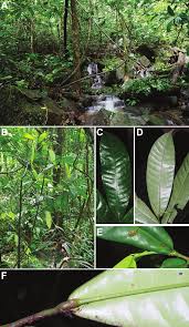 Image result for Hunteria congolana