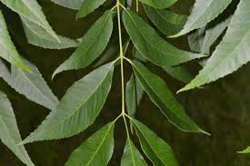 Image result for Carya illinoinensis