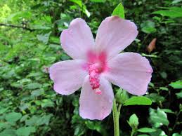 Image result for Hibiscus panduriformis