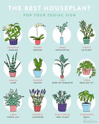 26 Astrology Memes That Were Basically Written In The Stars Plants House Plants Decor House Plants