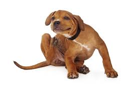 Ask your veterinarian why today What To Do If Your Dog Has Fleas Dog Flea Treatment Germantown Md