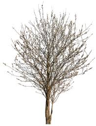 Image result for Prunus domestica