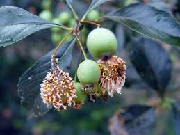 The khanna farms had a hawthorn, which was the tree rowan missed the most when at hogwarts. Hawthorn Rusts Horticulture And Home Pest News