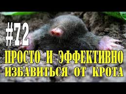 как избавиться от кротов на огороде в домашних условиях 72 Kak Izbavitsya Ot Krotov Prosto I Effektivno Youtube Sadovye Vrediteli Sadovodstvo Sad